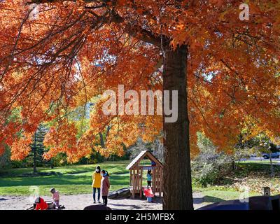 Ontario, Kanada - 10. November 2021: Eine Eiche in herrlichen Herbstfarben an einem warmen, sonnendurchfluteten Tag mit einem Park-Spielplatz. Stockfoto