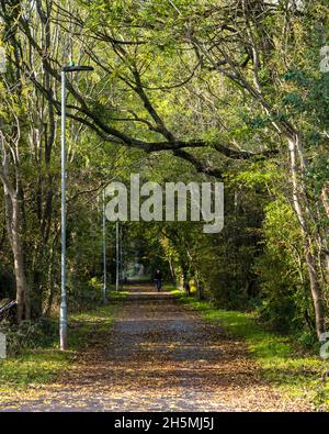 Radfahrer fahren durch einen Tunnel mit Bäumen in Herbstfarben in der Nähe von Staple Hill auf dem Bristol and Bath Railway Path, einem Teil des britischen National Cycle Stockfoto