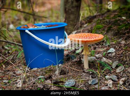 Große Riesenpilzamanita in der Größe eines fünf-Liter-Eimers (eineinhalb Gallonen) im Herbstwald Stockfoto