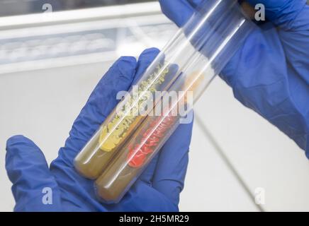 Wissenschaftler hält zwei Glasröhrchen mit farbigen Bakterien in den Händen, aus nächster Nähe. Stockfoto