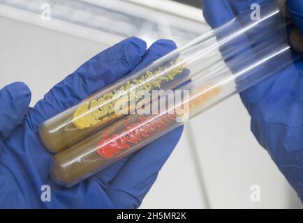 Zwei Glasröhrchen mit farbigen Bakterien in den Händen eines Wissenschaftlers, Analyse und Untersuchung von Bakterien im Labor. Stockfoto