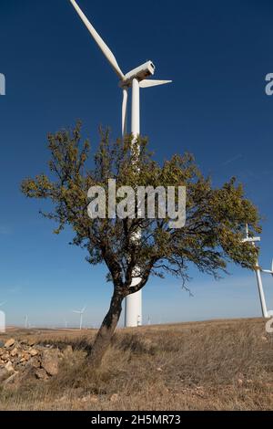 Mandelbaum und Windkraftanlagen, Gemeinde Rueda de Jalon, Region Valdejalon, Provinz Zaragoza, Aragon, Spanien Stockfoto