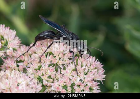 Große schwarze Wasp Fütterung auf Nektar von Sedum Pflanze. Insekten-und Wildlife-Schutz, Lebensraumkonservierung, und Hinterhof-Blumengarten-Konzept. Stockfoto