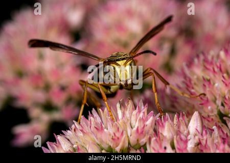 Hellgelbes Gesicht nördliche Papierwaspe, die sich von Nektar der Sedum-Pflanze ernährt. Schutz von Insekten und Wildtieren, Erhaltung von Lebensräumen und Gartenblumen g Stockfoto