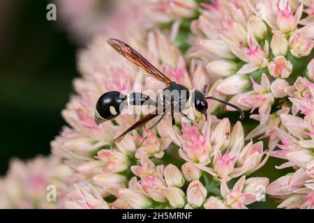 Potter Wespe, die sich auf Nektar der Sedum-Pflanze ernährt. Schutz von Insekten und Wildtieren, Erhaltung von Lebensräumen und Gartenkonzept für Gartenblumen Stockfoto