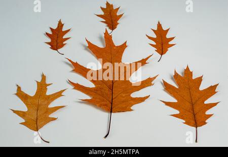 Bunte Herbstblätter auf weißem Hintergrund. Isolierte orangefarbene Herbstblätter Stockfoto