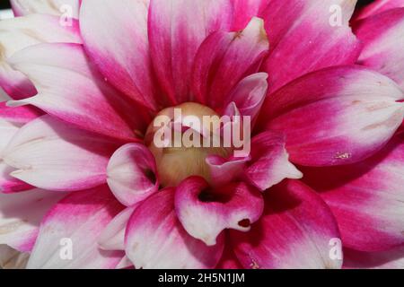 Blume blühende Makro Hintergrund Dahlia Flora Familie compositae hochwertige Druck Stockfoto
