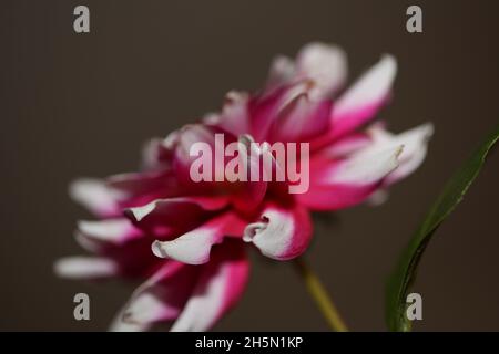 Blume blühende Makro Hintergrund Dahlia Flora Familie compositae hochwertige Druck Stockfoto