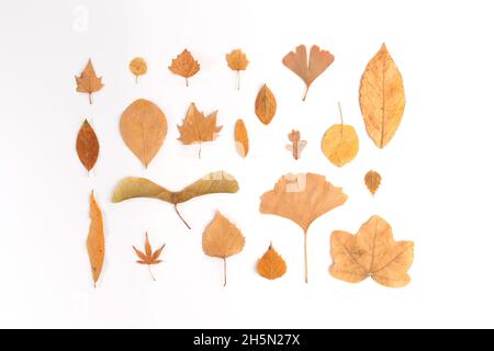 Sammlung von gelb getrockneten Herbstblättern für Design, Satz von verschiedenen Formen Planeten Stockfoto