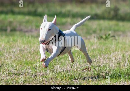 Weißer Miniatur-Bullterrier läuft. Stockfoto