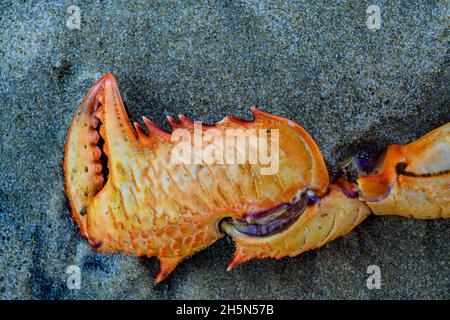 Krabbenbein am Strand ausgewaschen (Makro) Stockfoto