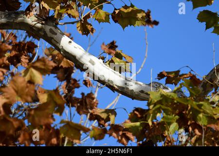 Nahaufnahme der Äste von Sycamore und Herbst hinterlässt blauen Himmel im Hintergrund Stockfoto