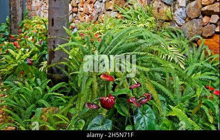 Garten mit Flamingoblüten und Farnen Stockfoto