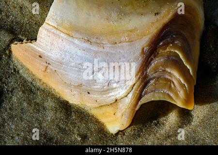 Seashell am Strand ausgewaschen (Makro) Stockfoto