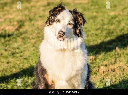 Der neugierige, schwarz-weiße australische Shepherd neigt seinen Kopf, während er die Kamera anschaut Stockfoto