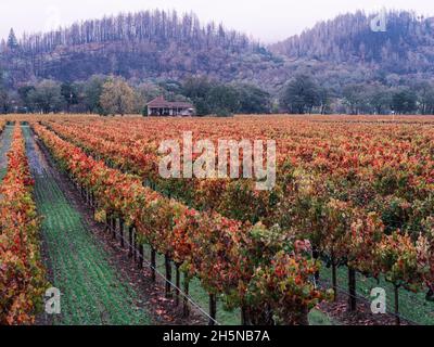 Ein altes baufälliges Haus auf einem herbstlich gefärbten Weinberg Stockfoto