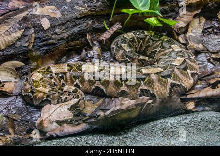 Die Gabun-Viper (Bitis gabonica) ist eine Viper-Art, die in den Regenwäldern und Savannen des subsaharischen Afrikas vorkommt. Wie alle Ottern ist es giftig. Stockfoto