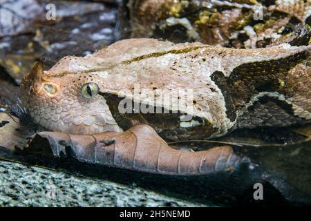 Die Gabun-Viper (Bitis gabonica) ist eine Viper-Art, die in den Regenwäldern und Savannen des subsaharischen Afrikas vorkommt. Wie alle Ottern ist es giftig. Stockfoto