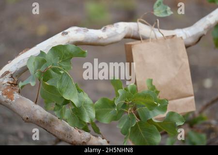 Papiertüte inmitten von Bäumen in der Natur. Stockfoto