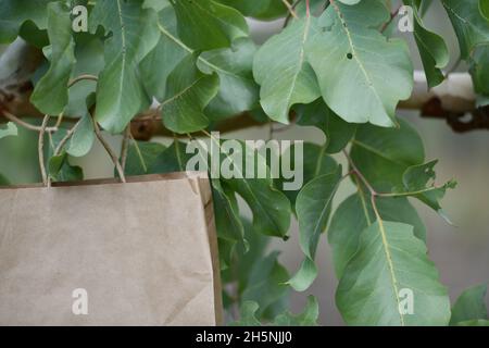 Papiertüte inmitten von Bäumen in der Natur. Stockfoto