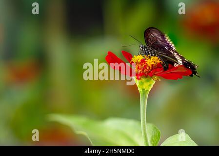 Ein brauner Schmetterling, der auf einer roten Zinnienblume thront, mit einem leuchtend grünen Pflanzenhintergrund, Kopierraum Stockfoto