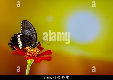 Ein brauner Schmetterling, der auf einer roten Zinnienblume thront, hat einen Hintergrund aus Herbstblättern und warmem Sonnenlicht, Kopierraum Stockfoto