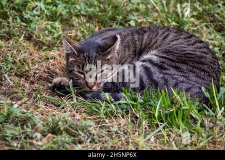 Wunderschöne gestreift gestromte Katze, die sich auf dem Boden zusammenrollte und in einem sonnigen Park ausschlief Stockfoto
