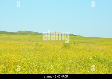 Endlose hügelige Steppen, die mit hohem Gras unter dem sonnigen Sommerhimmel überwuchert sind. Chakassien, Sibirien, Russland. Stockfoto