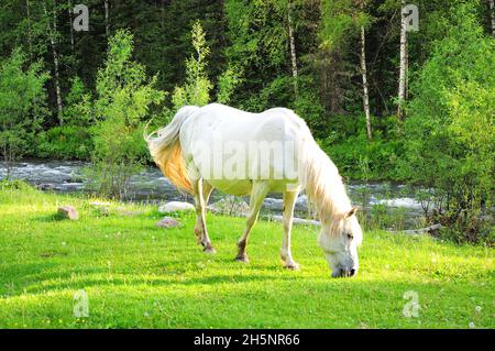 Ein junges Pferd von schneeweißer Farbe frisst friedlich Gras auf einer Lichtung in der Nähe des Ufers eines Bergflusses, der durch den Wald fließt. Altai, Sibirien, Ru Stockfoto