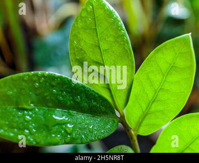 Nahaufnahme von grünen Blättern. Wassertropfen auf grünes Palmenblatt, Nahaufnahme, Makroaufnahme. Große Blätter mit Tropfen darauf. Stockfoto