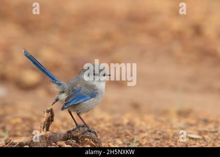 Ein erwachsenes weibliches Prachtmännchen (Malurus splendens), das auf einem Felsen thront. Stockfoto