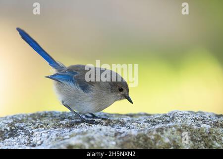 Ein erwachsenes weibliches Prachtmännchen (Malurus splendens), das auf einem Felsen thront. Stockfoto