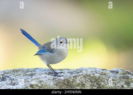 Ein erwachsenes weibliches Prachtmännchen (Malurus splendens), das auf einem Felsen thront. Stockfoto