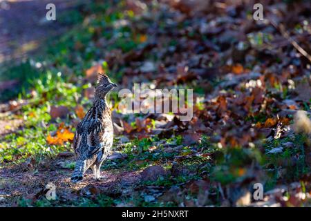 Ruffed Grouse (Bonasa umbellus) steht im November in Wisconsin auf dem Boden, horizontal Stockfoto