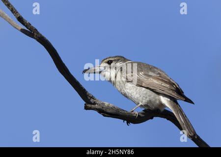 Grauer Butcherbird (Cracticus torquatus), der auf einem Ast thront Stockfoto