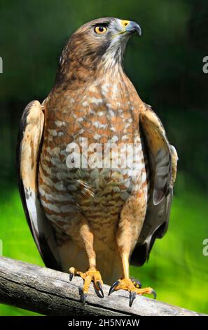 Rotschulter Hawk sitzt auf einem Ast im Wald, Quebec, Kanada Stockfoto