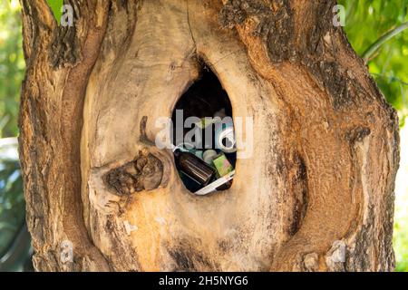 Müll in der leeren Baumhöhle, Naturschutzkonzept, Ökologie. Konzept der Umweltverschmutzung. Müll auf einem Baum im Wald. Stockfoto