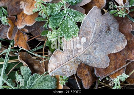Herbstblätter mit Reifrost bedeckt Nahaufnahme Stockfoto