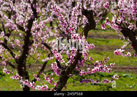 Nahaufnahme der Pfirsichblüte auf den Feldern und Wiesen Stockfoto