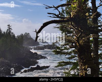 Wilde Küste des Pazifischen Ozeans mit starkem Wellengang und Wellen, die auf Felsen in der Nähe von Ucluelete, Vancouver Island, BC, Kanada, brechen, mit moosbedeckten Bäumen. Stockfoto