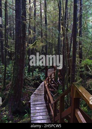 Blick auf die Holzpromenade, die durch dichten Wald führt, auf dem beliebten Rainforest Trail im Pacific Rim National Park Reserve auf Vancouver Island, BC, Kanada. Stockfoto