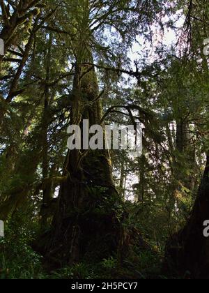 Tiefwinkel-Portraitansicht eines riesigen westlichen roten Zedernbaums (Thuja plicata) mit moosbedecktem Stamm im gemäßigten Regenwald auf Vancouver Island, Kanada. Stockfoto