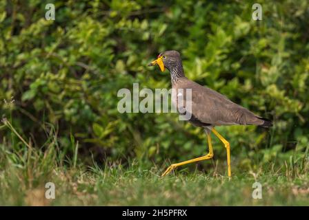 African watled Kiebitz - Vanellus senegallus, schöner spezieller Kiebitz aus afrikanischen Savannen und Sträuchern, Queen Elizabeth National Park, Uganda. Stockfoto
