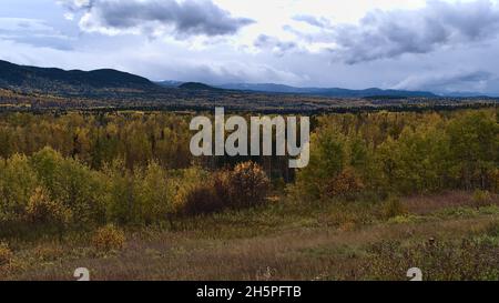 Herbstlandschaft mit gelb gefärbten Bäumen im Bulkley River Valley in der Nähe des Yellowhead Highway (16) südlich von Smithers, British Columbia, Kanada. Stockfoto