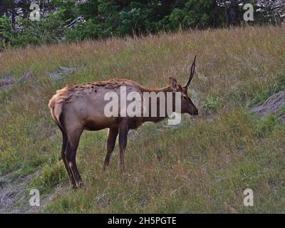 Junger männlicher Elchbulle (auch wapiti, Cervus canadensis) mit kleinem Geweih, der auf einer Wiese neben einer Straße in Jasper, Alberta, Kanada, in den Rockies grast. Stockfoto