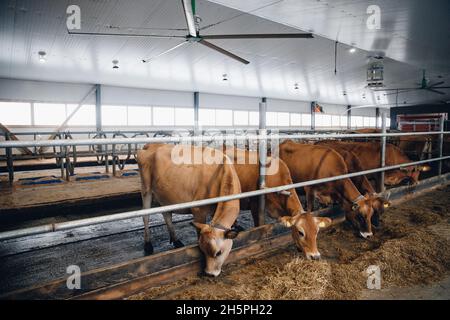 Milchviehindustrie. Rote Jersey Kühe stehen im Stall und fressen Heu. Stockfoto
