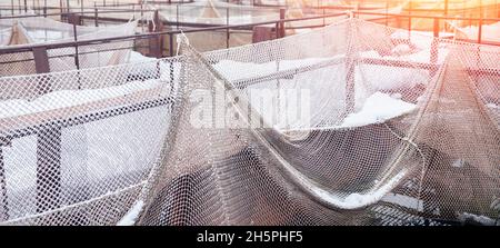 Fischfarm für die Zucht von Störbraten in Netzkäfigen. Konzept Aquakultur-Fischzucht. Stockfoto