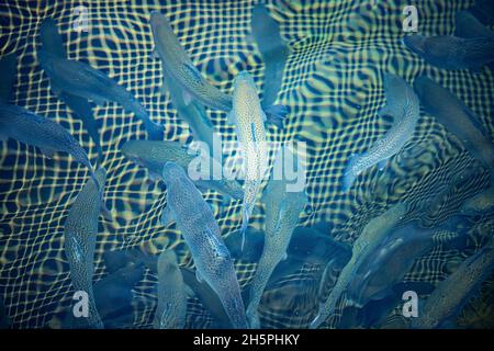 Fischfarm, Regenbogenforelle in Netzen zum Wachsen und Züchten. Stockfoto