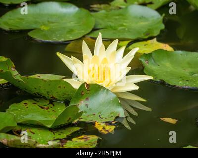 Gelbe Wasserlilienblüten spiegeln sich im Wasser zwischen grünen Lilly Pads oder Blättern, bedeckt mit Regentropfen Stockfoto