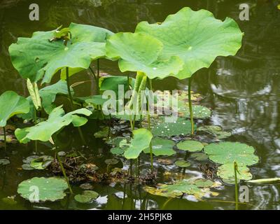 Frisch und hübsch, Green Water Lilly padds auf einem Teich, einige funkeln mit frischen Regentropfen von den jüngsten Niederschlägen Stockfoto